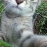 Raspo Avatar